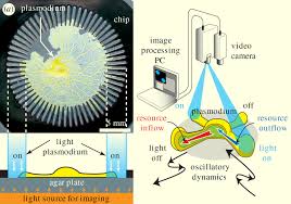 Attēlu rezultāti vaicājumam “Physarum bivalve plasmodium”