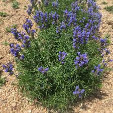 Attēlu rezultāti vaicājumam “Dracocephalum ruyschiana flower”