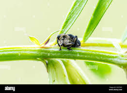 Attēlu rezultāti vaicājumam “Mononychus punctumalbum”