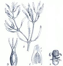 Attēlu rezultāti vaicājumam “Najas major”