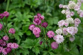 Attēlu rezultāti vaicājumam “Astrantia major leaf”
