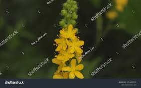 Attēlu rezultāti vaicājumam “Agrimonia pilosa flower”