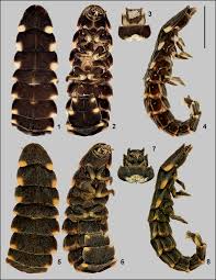 Attēlu rezultāti vaicājumam “Lampyris noctiluca”