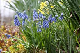 Attēlu rezultāti vaicājumam “Muscari armeniacum flower”