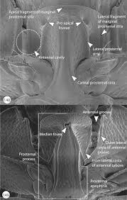 Attēlu rezultāti vaicājumam “Hypocaccus rugiceps”