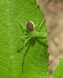 Attēlu rezultāti vaicājumam “Diaea dorsata”