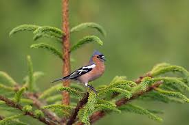 Attēlu rezultāti vaicājumam “Fringilla coelebs male”
