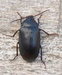 Attēlu rezultāti vaicājumam “Prionychus ater”