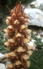 Attēlu rezultāti vaicājumam “Orobanche coerulescens bud”