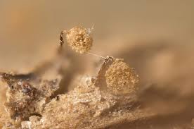 Attēlu rezultāti vaicājumam “Cribraria aurantiaca var. persoonii”