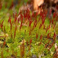 Attēlu rezultāti vaicājumam “Ceratodon purpureus sporophyte”