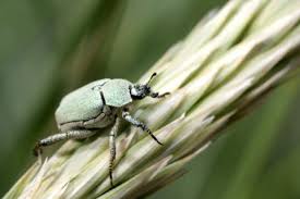 Attēlu rezultāti vaicājumam “Hoplia parvula”