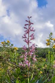 Image result for Diptam