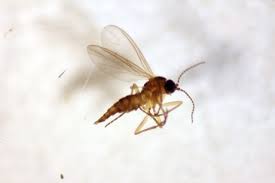 Attēlu rezultāti vaicājumam “Nematocera”