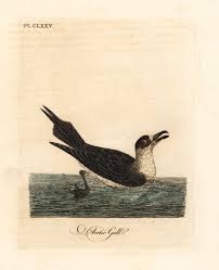 Attēlu rezultāti vaicājumam “Stercorarius parasiticus”