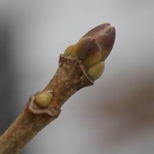 Attēlu rezultāti vaicājumam “Acer platanoides bud”