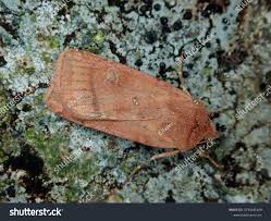 Attēlu rezultāti vaicājumam “Diarsia florida”