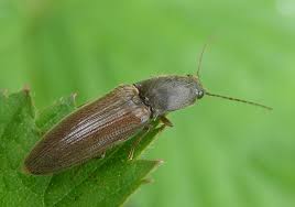 Attēlu rezultāti vaicājumam “Athous sp.”