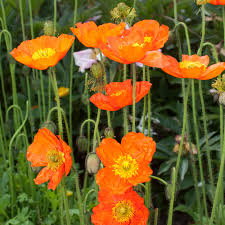 Image result for Papaver nudicaule