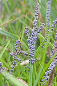 Attēlu rezultāti vaicājumam “Badhamia foliicola”