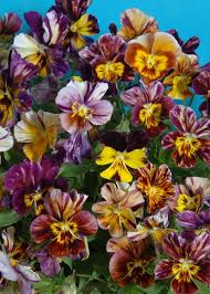 Image result for Viola cornuta