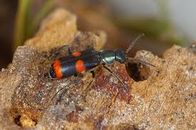 Attēlu rezultāti vaicājumam “Anthocomus fasciatus”