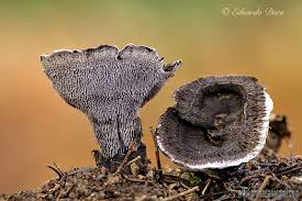 Attēlu rezultāti vaicājumam “Phellodon niger”