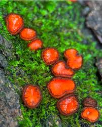 Attēlu rezultāti vaicājumam “Scutellinia scutellata”