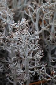 Attēlu rezultāti vaicājumam “Cladonia rangiferina”