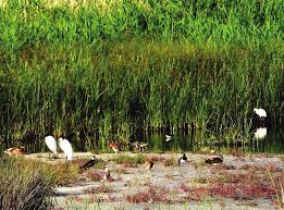 Image result for Vanellus leucurus