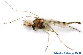 Attēlu rezultāti vaicājumam “Chironomidae”