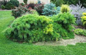 Attēlu rezultāti vaicājumam “Pinus strobus”