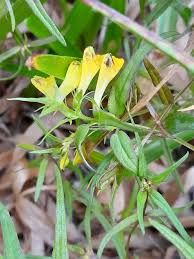 Attēlu rezultāti vaicājumam “Melampyrum pratense”