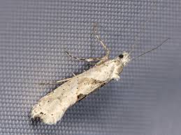 Attēlu rezultāti vaicājumam “Ypsolopha asperella”