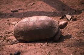 Attēlu rezultāti vaicājumam “Licea chelonoides”