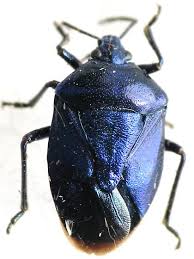 Attēlu rezultāti vaicājumam “Zicrona caerulea”