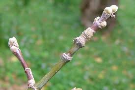 Attēlu rezultāti vaicājumam “Acer negundo”