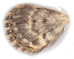 Attēlu rezultāti vaicājumam “Parascotia fuliginaria”