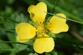 Attēlu rezultāti vaicājumam “Potentilla erecta flower”