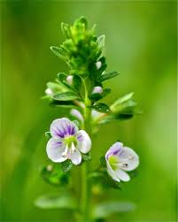 Attēlu rezultāti vaicājumam “Veronica filiformis bud”