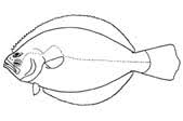 Image result for Paralichthys lethostigma