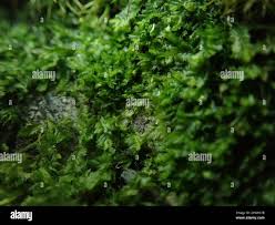 Attēlu rezultāti vaicājumam “Lophocolea bidentata”