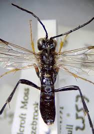 Attēlu rezultāti vaicājumam “Tenthredo mandibularis”