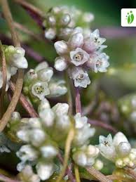 Attēlu rezultāti vaicājumam “Cuscuta europaea flower”