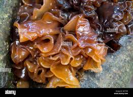 Attēlu rezultāti vaicājumam “Tremella foliacea”