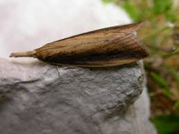 Attēlu rezultāti vaicājumam “Mucronella”