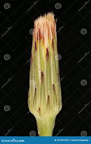 Attēlu rezultāti vaicājumam “Hypochaeris radicata bud”