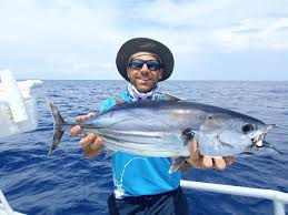 Image result for Katsuwonus pelamis