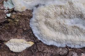 Attēlu rezultāti vaicājumam “Oxyporus corticola”