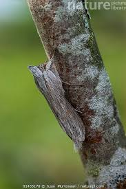 Attēlu rezultāti vaicājumam “Cucullia umbratica”